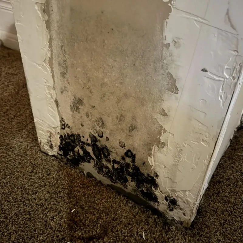 Professional Mold Removal in Commerce, OK